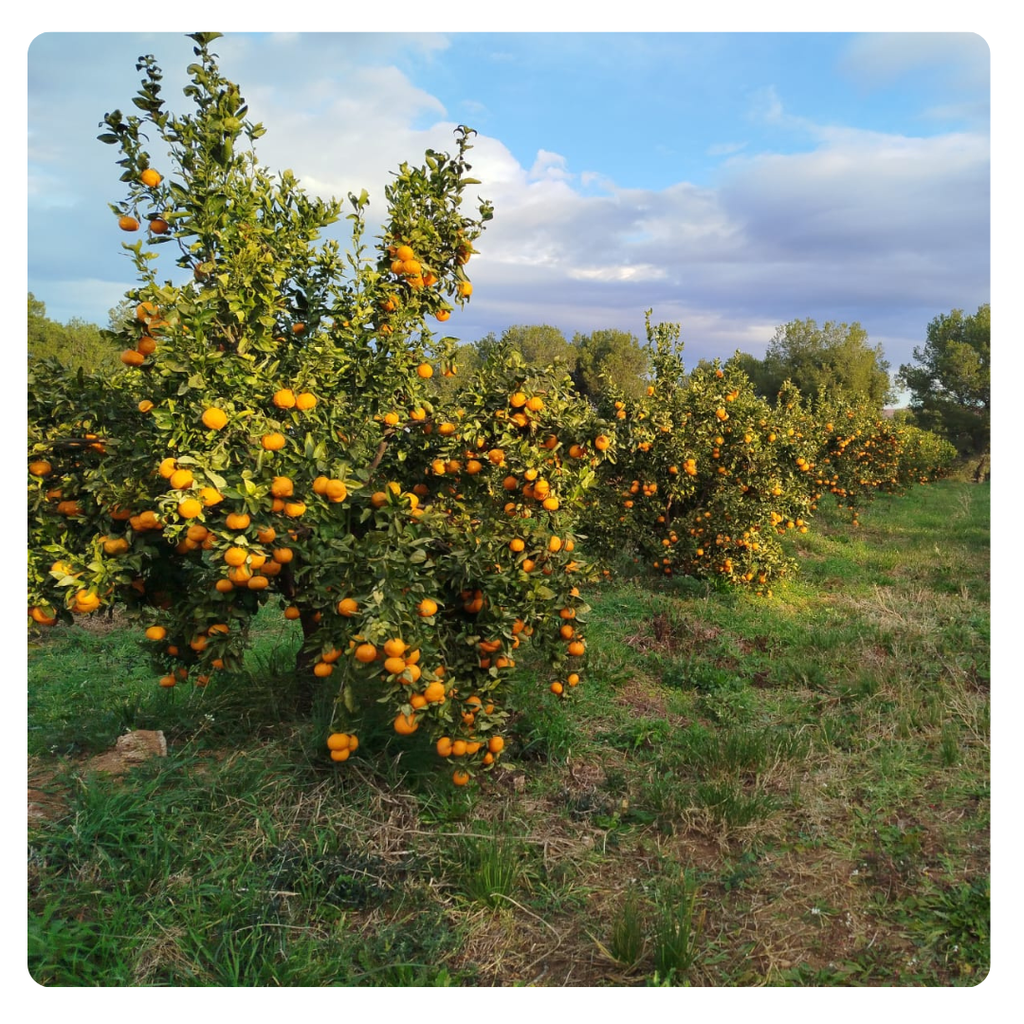 Caja de Gold Nugget de Pasqual y Susanna