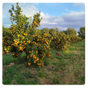 Caja de Gold Nugget de Pasqual y Susanna