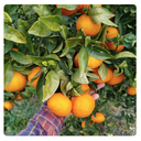 Caja de Gold Nugget de Pasqual y Susanna