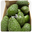 Aguacates Lamb Hass BIO de Joan Pasqual Enrique