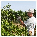 Caja de naranjas BIO para zumo: navelinas, Lane-late y Chislett