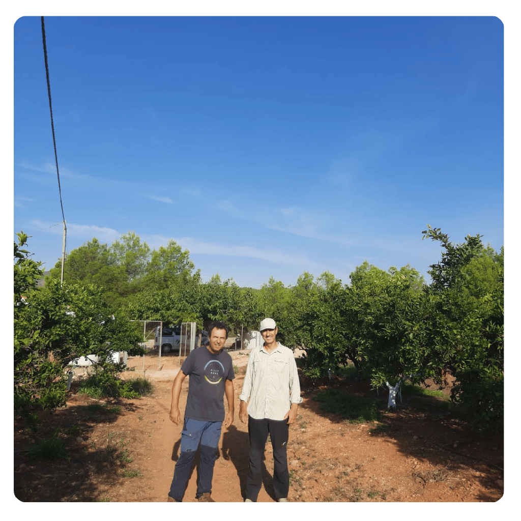 Caja de naranjas BIO para zumo: navelinas, Lane-late y Chislett